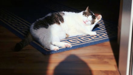 How to Protect Your Flooring from Pets