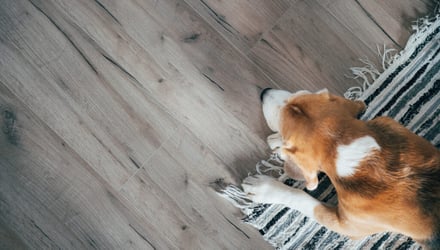 Flooring Options for Pet Owners: Which Ones Are Best?