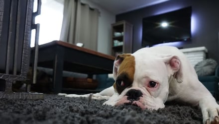 Are you tired of your dirty carpet? 