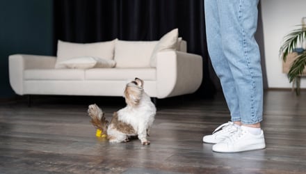 Pet OwnerÃ¢â¬â¢s Guide to Scratch and Stain Resistant Flooring